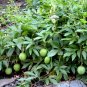 Wild Passion Flower Passiflora incarnata 10 Seeds