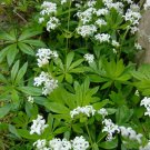 Sweet Woodruff  50 Seeds  Galium odoratum