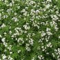 Sweet Woodruff 50 Seeds Galium odoratum