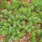 Sweet Woodruff 50 Seeds Galium odoratum