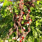 Red Sandalwood  20 Seeds  Adenanthera pavonina