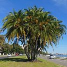 Senegal Date Palm Phoenix reclinata 100 Seeds