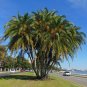 Senegal Date Palm Phoenix reclinata 100 Seeds