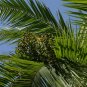 Senegal Date Palm Phoenix reclinata 100 Seeds