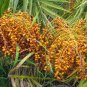 Senegal Date Palm Phoenix reclinata 100 Seeds