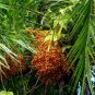 Senegal Date Palm Phoenix reclinata 100 Seeds