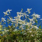 Sweet Autumn Clematis Clematis terniflora 20 Seeds Sweet Autumn Clematis Clematis terniflora 20 Seeds