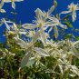 Sweet Autumn Clematis Clematis terniflora 20 Seeds