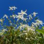 Sweet Autumn Clematis Clematis terniflora 20 Seeds