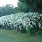 Sweet Autumn Clematis Clematis terniflora 20 Seeds
