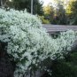 Sweet Autumn Clematis Clematis terniflora 20 Seeds