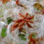 Sweet Autumn Clematis Clematis terniflora 20 Seeds