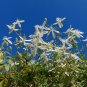 Sweet Autumn Clematis Clematis terniflora 20 Seeds