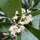 Sweet Osmanthus Fragrant Olive Osmanthus fragrans 10 Seeds Sweet Osmanthus Fragrant Olive Osmanthus fragrans 10 Seeds