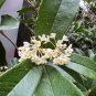 Sweet Osmanthus Fragrant Olive Osmanthus fragrans 10 Seeds