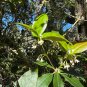 Sweet Osmanthus Fragrant Olive Osmanthus fragrans 10 Seeds