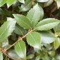 Sweet Osmanthus Fragrant Olive Osmanthus fragrans 10 Seeds