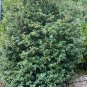Sweet Osmanthus Fragrant Olive Osmanthus fragrans 10 Seeds