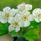 English Hawthorn Crataegus monogyna 100 Seeds English Hawthorn Crataegus monogyna 100 Seeds