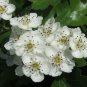 English Hawthorn Crataegus monogyna 100 Seeds