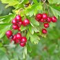 English Hawthorn Crataegus monogyna 100 Seeds