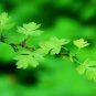 English Hawthorn Crataegus monogyna 100 Seeds
