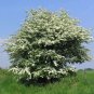 English Hawthorn Crataegus monogyna 100 Seeds