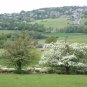 English Hawthorn Crataegus monogyna 100 Seeds