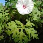 Cutleaf Morning Glory Merremia dissecta 20 Seeds