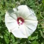 Cutleaf Morning Glory Merremia dissecta 20 Seeds