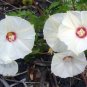 Cutleaf Morning Glory Merremia dissecta 20 Seeds