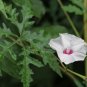 Cutleaf Morning Glory Merremia dissecta 20 Seeds