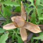 Cutleaf Morning Glory Merremia dissecta 20 Seeds