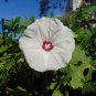Cutleaf Morning Glory Merremia dissecta 20 Seeds