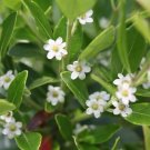 Gallberry Inkberry Ilex glabra 20 Seeds