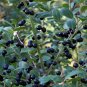 Gallberry Inkberry Ilex glabra 20 Seeds