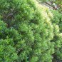 Gallberry Inkberry Ilex glabra 20 Seeds