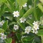 Gallberry Inkberry Ilex glabra 20 Seeds