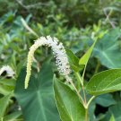 Lizard's Tail Saururus cernuus 100 Seeds Lizard's Tail Saururus cernuus 100 Seeds