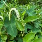 Lizard's Tail Saururus cernuus 100 Seeds