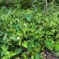 Lizard's Tail Saururus cernuus 100 Seeds