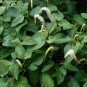 Lizard's Tail Saururus cernuus 100 Seeds