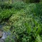 Lizard's Tail Saururus cernuus 100 Seeds