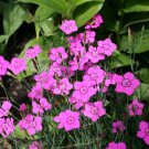 Maiden Pink  2000 Seeds  Dianthus deltoides