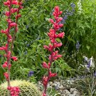 Red Yucca Hesperaloe Parviflora 100 Seeds