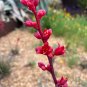 Red Yucca Hesperaloe Parviflora 100 Seeds