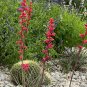 Red Yucca Hesperaloe Parviflora 100 Seeds