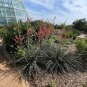 Red Yucca Hesperaloe Parviflora 100 Seeds