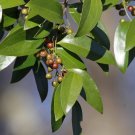 Lanceleaf Greenbrier Smilax smallii 20 Seeds Lanceleaf Greenbrier Smilax smallii 20 Seeds