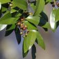 Lanceleaf Greenbrier Smilax smallii 20 Seeds